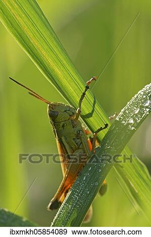 Female Large marsh grasshopper (Stethophyma grossum) sitting on a blade of grass, Hesse, Germany, Europe View Large Photo Image Stock Photo - Female Large marsh grasshopper (Stethophyma grossum) sitting on a blade of grass, Hesse, Germany, Europe. Fotosearch