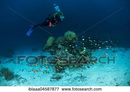 Female scuba diver swim near coral reef, Indian Ocean, Maldives, Asia View Large Photo Image Stock Photo - Female scuba diver swim near coral reef, Indian Ocean, Maldives, Asia. Fotosearch