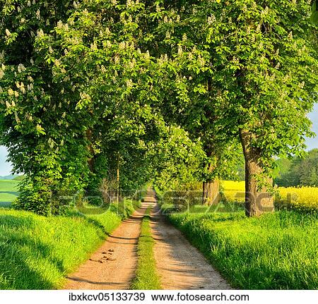Field path through avenue with flowering Horse chestnuts (Aesculus) in spring, Mecklenburg-Western Pomerania, Germany, Europe View Large Photo Image Stock Photo - Field path through avenue with flowering Horse chestnuts (Aesculus) in spring, Mecklenburg-Western Pomerania, Germany, Europe. Fotosearch