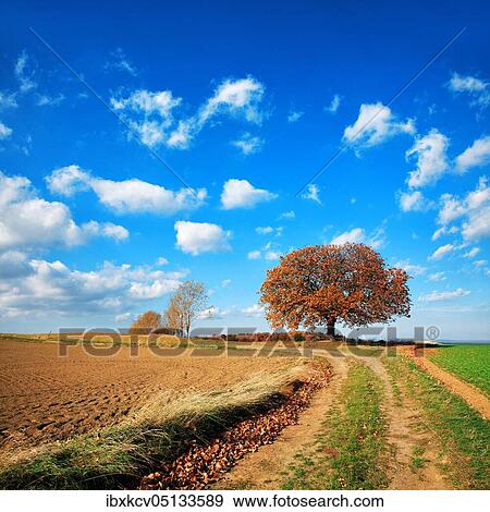 Field path through cultivated landscape in autumn, harvested field, ploughed and harrowed field, blue sky with cumulus clouds, solitary chestnut tree on the horizon, near Hettstedt, Germany ( Sachsen-Anhalt) View Large Photo Image Stock Photo - Field path through cultivated landscape in autumn, harvested field, ploughed and harrowed field, blue sky with cumulus clouds, solitary chestnut tree on the horizon, near Hettstedt, Germany ( Sachsen-Anhalt). Fotosearch