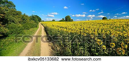 Field path through cultural landscape in summer, field with sunflowers, blue sky with cumulus clouds, Mecklenburg-Vorpommern, Germany, Europe View Large Photo Image Stock Image - Field path through cultural landscape in summer, field with sunflowers, blue sky with cumulus clouds, Mecklenburg-Vorpommern, Germany, Europe. Fotosearch