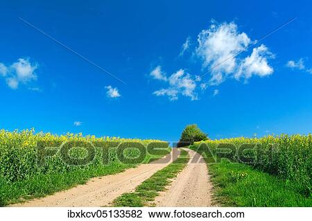 Field path through flowering rape fields under a blue sky with clouds in spring, Rügen, Mecklenburg-Vorpommern, Germany, Europe View Large Photo Image Stock Image - Field path through flowering rape fields under a blue sky with clouds in spring, Rügen, Mecklenburg-Vorpommern, Germany, Europe. Fotosearch