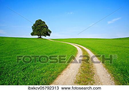Field path through green fields leads to solitary linden tree (Tilia) on hill, blue sky, near Mindelheim, Allgäu, Bavaria, Germany, Europe View Large Photo Image Stock Image - Field path through green fields leads to solitary linden tree (Tilia) on hill, blue sky, near Mindelheim, Allgäu, Bavaria, Germany, Europe. Fotosearch