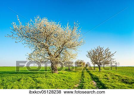 Field path with blossoming cherry trees, green fields, blue sky, Burgenlandkreis, Saxony-Anhalt, Germany, Europe View Large Photo Image Stock Photo - Field path with blossoming cherry trees, green fields, blue sky, Burgenlandkreis, Saxony-Anhalt, Germany, Europe. Fotosearch