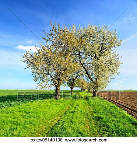 Field path with blossoming cherry trees, green fields, ploughed fields, blue sky with clouds, Burgenlandkreis, Saxony-Anhalt, Germany, Europe View Large Photo Image Stock Photo - Field path with blossoming cherry trees, green fields, ploughed fields, blue sky with clouds, Burgenlandkreis, Saxony-Anhalt, Germany, Europe. Fotosearch