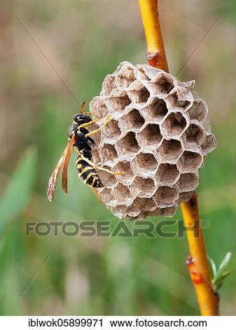 Stock Image - Field wasp (Poilistes), female at the nest, Upper Bavaria, Germany, Europe. Fotosearch
