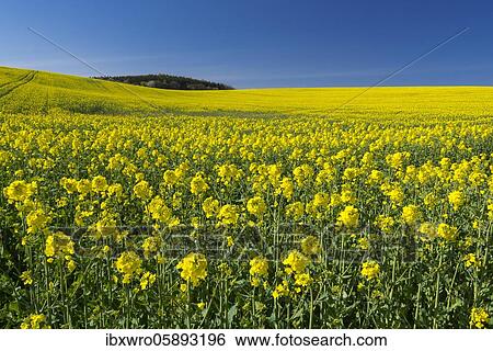 Stock Photograph - Field with flowering Rape ( Braßica napus) on Rügen, agriculture, mountains, Mecklenburg-Vorpommern, Germany, Europe. Fotosearch