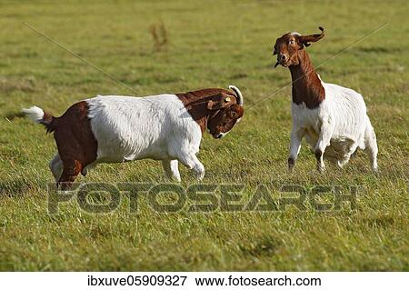 Fighting Burenn (Capra aegagrus hircus), Schleswig-Holstein, Germany, Europe View Large Photo Image Stock Photo - Fighting Burenn (Capra aegagrus hircus), Schleswig-Holstein, Germany, Europe. Fotosearch