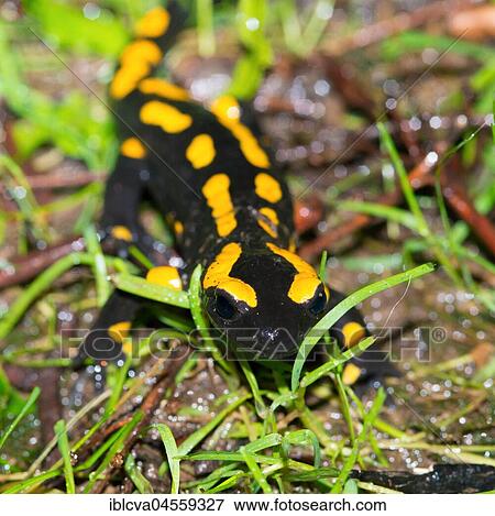 Fire salamander (Salamandra salamandra) runs over damp meadow, Harz, Saxony-Anhalt, Germany, Europe View Large Photo Image Stock Photo - Fire salamander (Salamandra salamandra) runs over damp meadow, Harz, Saxony-Anhalt, Germany, Europe. Fotosearch