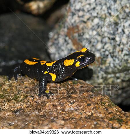 Fire salamander (Salamandra salamandra) sits on a wet stone, Harz, Saxony-Anhalt, Germany, Europe View Large Photo Image Stock Photograph - Fire salamander (Salamandra salamandra) sits on a wet stone, Harz, Saxony-Anhalt, Germany, Europe. Fotosearch