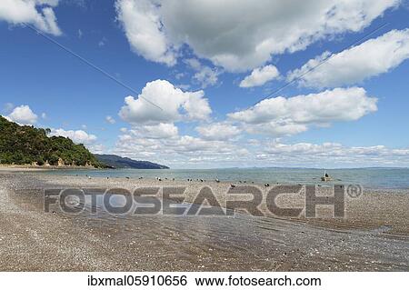Firth of Thames, Oceania, Waikato, North Island, New Zealand, Oceania View Large Photo Image Stock Photograph - Firth of Thames, Oceania, Waikato, North Island, New Zealand, Oceania. Fotosearch