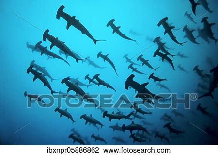 Fish school, shoal Scalloped Hammerheads ( Sphyrna lewini) in turbid water, thermocline, off Darwin Island, Pacific Ocean, Galapagos Archipelago, Ecuador, South America View Large Photo Image Stock Image - Fish school, shoal Scalloped Hammerheads ( Sphyrna lewini) in turbid water, thermocline, off Darwin Island, Pacific Ocean, Galapagos Archipelago, Ecuador, South America. Fotosearch