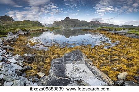 Stock Photo - Fjord landscape at low tide, yellow seaweed, kelp, brown algae bladder wrack (Fucus vesiculosus), Mountain massif reflected in the sea, Lofoten, Nordland, Norway, Europe. Fotosearch
