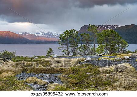 Stock Image - Fjällj vegetation, moss and conifers in front of a fjord, behind mountains under a thick cloud cover in the evening light, Nordland, Norway, Europe. Fotosearch