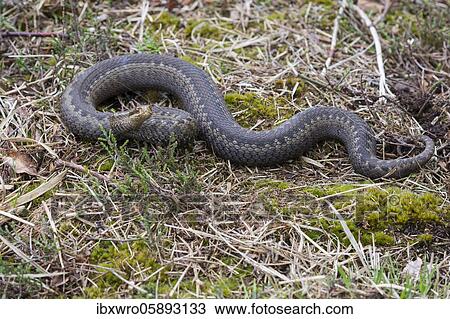 Flaming Common European viper ( Vipera berus) in the moor, Oldenburger Münsterland, Goldenstedter Moor, Lower Saxony, Germany, Europe View Large Photo Image Stock Image - Flaming Common European viper ( Vipera berus) in the moor, Oldenburger Münsterland, Goldenstedter Moor, Lower Saxony, Germany, Europe. Fotosearch