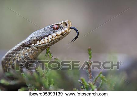 Flaming Common European viper ( Vipera berus) in the moor, Oldenburger Münsterland, Goldenstedter Moor, Lower Saxony, Germany, Europe View Large Photo Image Stock Photo - Flaming Common European viper ( Vipera berus) in the moor, Oldenburger Münsterland, Goldenstedter Moor, Lower Saxony, Germany, Europe. Fotosearch