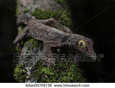 Flat-tailed gecko (Uroplatus sikorea) in the rainforests of Andasibe National Park, Madagascar, Africa View Large Photo Image Stock Photo - Flat-tailed gecko (Uroplatus sikorea) in the rainforests of Andasibe National Park, Madagascar, Africa. Fotosearch