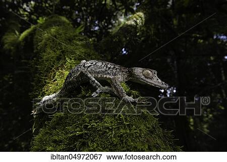 Stock Photo - Flat-tailed gecko (Uroplatus gigantaeus) in the rainforests of the Montagne d Ambre National Park, Madagascar, Africa. Fotosearch