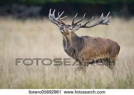 Stock Image - Flemish red deer ( Cervus elaphus) in rut, Klamptenborg, Copenhagen, Denmark, Europe. Fotosearch