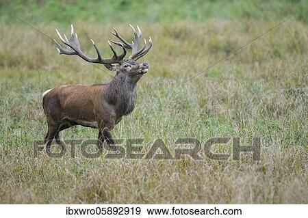 Flemish red deer ( Cervus elaphus) in rut, Klamptenborg, Copenhagen, Denmark, Europe View Large Photo Image Stock Photo - Flemish red deer ( Cervus elaphus) in rut, Klamptenborg, Copenhagen, Denmark, Europe. Fotosearch