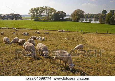 Flock of sheep in the Rheinaue Bislich-Vahnum, Wesel, Lower Rhine, Ruhr area, North Rhine-Westphalia, Germany, Europe View Large Photo Image Picture - Flock of sheep in the Rheinaue Bislich-Vahnum, Wesel, Lower Rhine, Ruhr area, North Rhine-Westphalia, Germany, Europe. Fotosearch