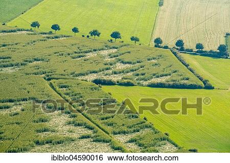 Flood area Niederrhein near Schenkenschanz, afflicted cereals, land damage on a field, Kleve, Niederrhein, North Rhine-Westphalia, Germany, Europe View Large Photo Image Stock Photograph - Flood area Niederrhein near Schenkenschanz, afflicted cereals, land damage on a field, Kleve, Niederrhein, North Rhine-Westphalia, Germany, Europe. Fotosearch