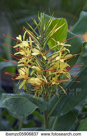 Flower from Kahili Ginger (Hedychium gardnerianum) Botanical Garden, Münster, North Rhine-Westphalia, Germany, Europe View Large Photo Image Stock Photo - Flower from Kahili Ginger (Hedychium gardnerianum) Botanical Garden, Münster, North Rhine-Westphalia, Germany, Europe. Fotosearch