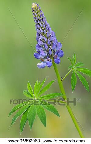 Flower of a Lupin ( Lupinus) Flower, Oldenburger Münsterland, Vechta, Lower Saxony, Germany, Europe View Large Photo Image Stock Image - Flower of a Lupin ( Lupinus) Flower, Oldenburger Münsterland, Vechta, Lower Saxony, Germany, Europe. Fotosearch