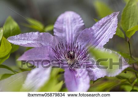 Picture - Flower of a purple Clematis, Bavaria, Germany, Europe. Fotosearch