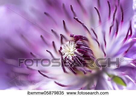 Stock Photography - Flower of a purple Clematis, close up, Bavaria, Germany, Europe. Fotosearch