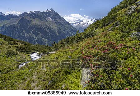 Stock Photo - Flowering alpine roses, Berliner Höhenweg, middle Großer Greiner, right Kleiner Hochsteller, Kälberlahnerspitze and Hochsteller, Zillertaler Alps, Zillertal, Tyrol, Austria, Europe. Fotosearch