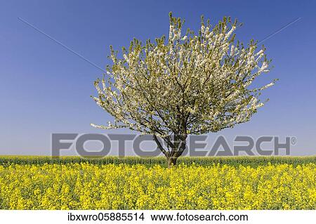 Flowering cherry tree (Prunus avium) at the rape field, Oldenburger Münsterland, Cloppenburg, Lower Saxony, Germany, Europe View Large Photo Image Picture - Flowering cherry tree (Prunus avium) at the rape field, Oldenburger Münsterland, Cloppenburg, Lower Saxony, Germany, Europe. Fotosearch