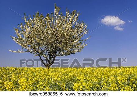 Flowering cherry tree (Prunus avium) at the rape field, Oldenburger Münsterland, Cloppenburg, Lower Saxony, Germany, Europe View Large Photo Image Stock Photograph - Flowering cherry tree (Prunus avium) at the rape field, Oldenburger Münsterland, Cloppenburg, Lower Saxony, Germany, Europe. Fotosearch