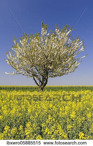 Flowering cherry tree (Prunus avium) at the rape field, Oldenburger Münsterland, Cloppenburg, Lower Saxony, Germany, Europe View Large Photo Image Stock Photography - Flowering cherry tree (Prunus avium) at the rape field, Oldenburger Münsterland, Cloppenburg, Lower Saxony, Germany, Europe. Fotosearch