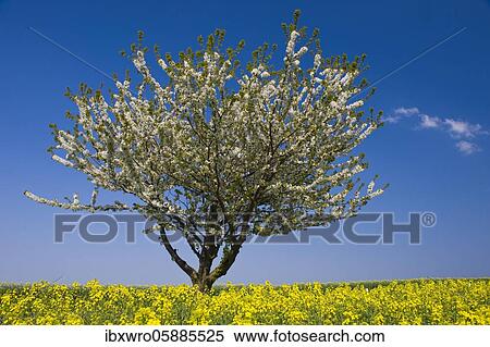 Flowering cherry tree (Prunus avium) at the rape field, Oldenburger Münsterland, Cloppenburg, Lower Saxony, Germany, Europe View Large Photo Image Stock Photography - Flowering cherry tree (Prunus avium) at the rape field, Oldenburger Münsterland, Cloppenburg, Lower Saxony, Germany, Europe. Fotosearch