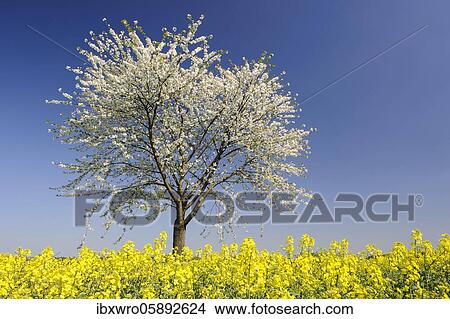 Flowering cherry tree ( Prunus avium) at the rape field, Oldenburger Münsterland, Bakum, Lower Saxony, Germany, Europe View Large Photo Image Picture - Flowering cherry tree ( Prunus avium) at the rape field, Oldenburger Münsterland, Bakum, Lower Saxony, Germany, Europe. Fotosearch