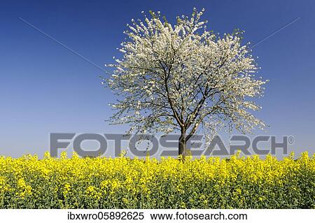 Flowering cherry tree ( Prunus avium) at the rape field, Oldenburger Münsterland, Bakum, Lower Saxony, Germany, Europe View Large Photo Image Stock Photography - Flowering cherry tree ( Prunus avium) at the rape field, Oldenburger Münsterland, Bakum, Lower Saxony, Germany, Europe. Fotosearch