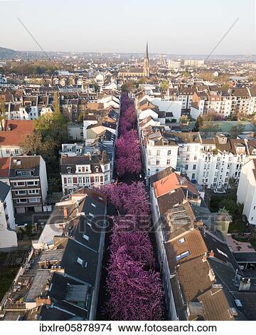 Flowering cherry trees in Heerstraße, Bonn, North Rhine-Westphalia, Germany,, Europe View Large Photo Image Picture - Flowering cherry trees in Heerstraße, Bonn, North Rhine-Westphalia, Germany,, Europe. Fotosearch