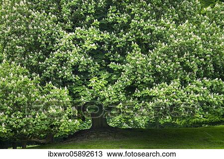 Stock Image - Flowering chestnut in the castle park in Putbus, tree, Rügen, Baltic Sea, Mecklenburg-Vorpommern, Germany, Europe. Fotosearch