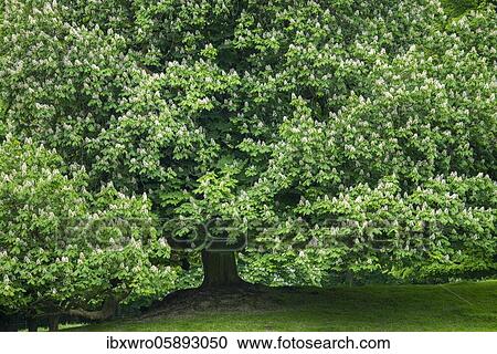 Stock Image - Flowering chestnut in the castle park in Putbus, tree, Rügen, Baltic Sea, Mecklenburg-Vorpommern, Germany, Europe. Fotosearch