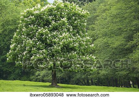 Flowering chestnut in the castle park in Putbus, tree, Rügen, Baltic Sea, Mecklenburg-Vorpommern, Germany, Europe View Large Photo Image Stock Photo - Flowering chestnut in the castle park in Putbus, tree, Rügen, Baltic Sea, Mecklenburg-Vorpommern, Germany, Europe. Fotosearch
