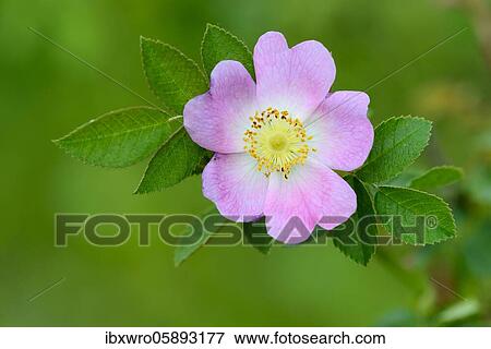 Flowering dog rose ( Rosa corymbifera), Oldenburger Münsterland, Vechta, Lower Saxony, Germany, Europe View Large Photo Image Stock Photo - Flowering dog rose ( Rosa corymbifera), Oldenburger Münsterland, Vechta, Lower Saxony, Germany, Europe. Fotosearch