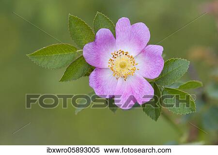 Flowering dog rose ( Rosa corymbifera), Oldenburger Münsterland, Vechta, Lower Saxony, Germany, Europe View Large Photo Image Stock Photography - Flowering dog rose ( Rosa corymbifera), Oldenburger Münsterland, Vechta, Lower Saxony, Germany, Europe. Fotosearch