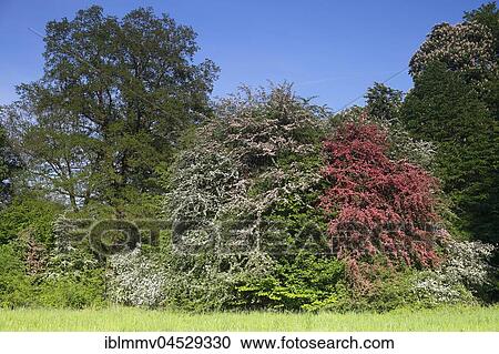 Stock Image - Flowering hawthorn (Crataegus monogyna) and Paul's Scarlet (Crataegus laevigata), Biosphere Reserve Middle Elbe, Saxony-Anhalt, Germany, Europe. Fotosearch