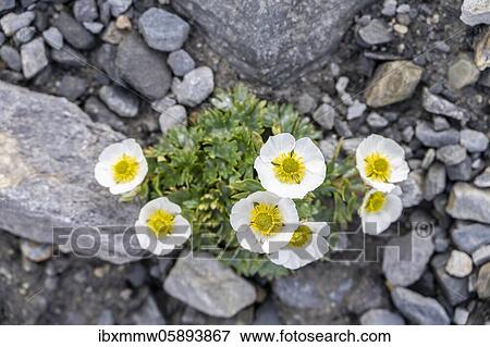 Flowering Julian alpine poppy (Papaver julicum) on rocky ground, Zillertal Alps, Zillertal, Tyrol, Austria, Europe View Large Photo Image Stock Photo - Flowering Julian alpine poppy (Papaver julicum) on rocky ground, Zillertal Alps, Zillertal, Tyrol, Austria, Europe. Fotosearch