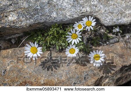 Stock Image - Flowering Leucanthemopsis (Leucanthemopsis alpina) in a rock crevice, Zillertal Alps, Zillertal, Tyrol, Austria, Europe. Fotosearch
