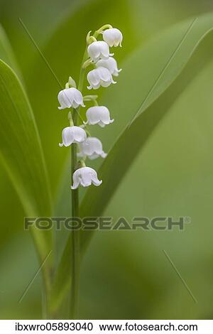 Flowering Lily of the valley ( Convallaria majalis) Oldenburger Münsterland, Damme, Lower Saxony, Germany, Europe View Large Photo Image Stock Image - Flowering Lily of the valley ( Convallaria majalis) Oldenburger Münsterland, Damme, Lower Saxony, Germany, Europe. Fotosearch