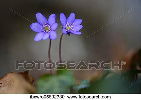 Flowering liverworts ( Anemone hepatica) on the forest floor, Teutoburg Forest, Steinhagen, North Rhine-Westphalia, Germany, Europe View Large Photo Image Stock Image - Flowering liverworts ( Anemone hepatica) on the forest floor, Teutoburg Forest, Steinhagen, North Rhine-Westphalia, Germany, Europe. Fotosearch