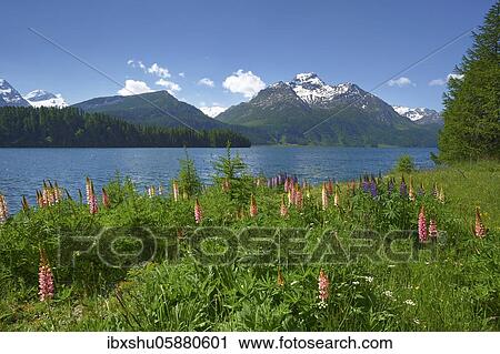 Flowering Lupins ( Lupinus), in the back Piz ( Silsersee) da la Margna, Upper Engadine, Canton Graubünden, Switzerland, Europe View Large Photo Image Stock Image - Flowering Lupins ( Lupinus), in the back Piz ( Silsersee) da la Margna, Upper Engadine, Canton Graubünden, Switzerland, Europe. Fotosearch