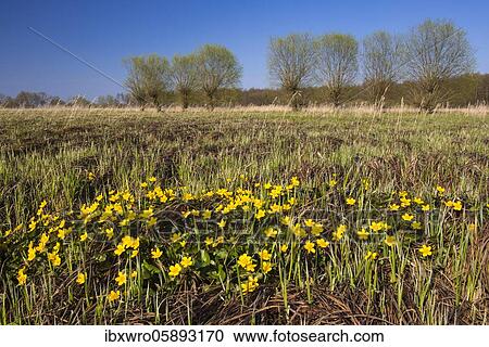 Flowering Marsh marigold ( Caltha palustris) in wetland meadow, oxbog, lowland dune, Lembruch, Lower Saxony, Germany, Europe View Large Photo Image Stock Image - Flowering Marsh marigold ( Caltha palustris) in wetland meadow, oxbog, lowland dune, Lembruch, Lower Saxony, Germany, Europe. Fotosearch